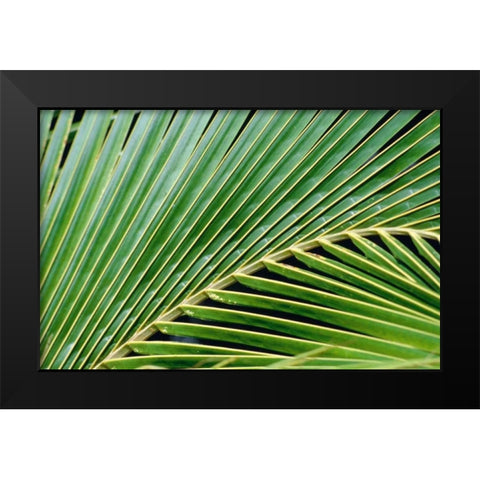 Palm Frond Black Modern Wood Framed Art Print by Blue, Cyril