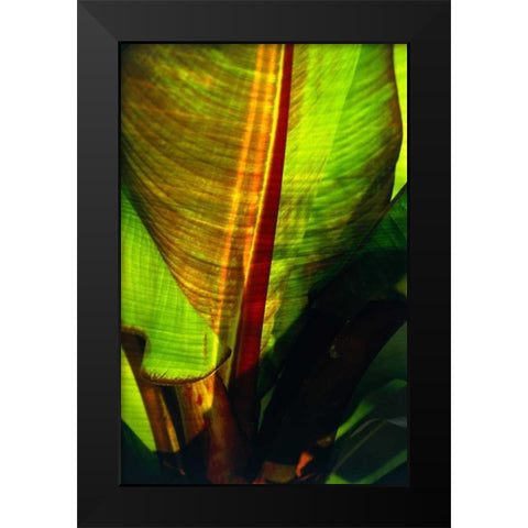 Palm Frond Black Modern Wood Framed Art Print by Blue, Cyril