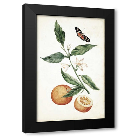Orange Blossom Black Modern Wood Framed Art Print by Markee, Cornelis