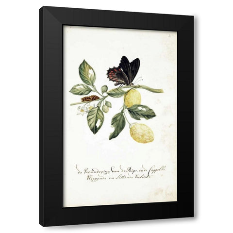 Limmetijen Tree, Butterflies Black Modern Wood Framed Art Print by Markee, Cornelis