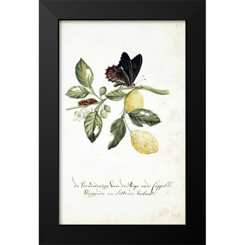 Limmetijen Tree, Butterflies Black Modern Wood Framed Art Print by Markee, Cornelis
