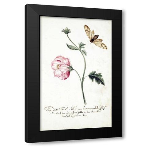 Anemone, Surinam Fly Black Modern Wood Framed Art Print by Markee, Cornelis