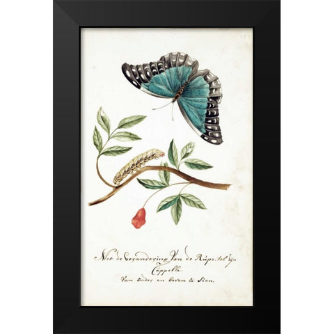 Plant With Leaves, Caterpillar, Butterfly Black Modern Wood Framed Art Print by Markee, Cornelis