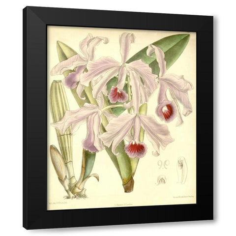 Orchid, Cattleya Lawrenceana Black Modern Wood Framed Art Print with Double Matting by Curtis, William