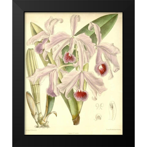 Orchid, Cattleya Lawrenceana Black Modern Wood Framed Art Print by Curtis, William