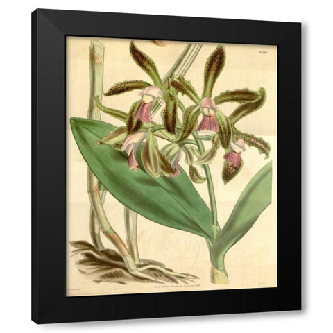 Orchid, Cattleya Guttata Black Modern Wood Framed Art Print by Curtis, William