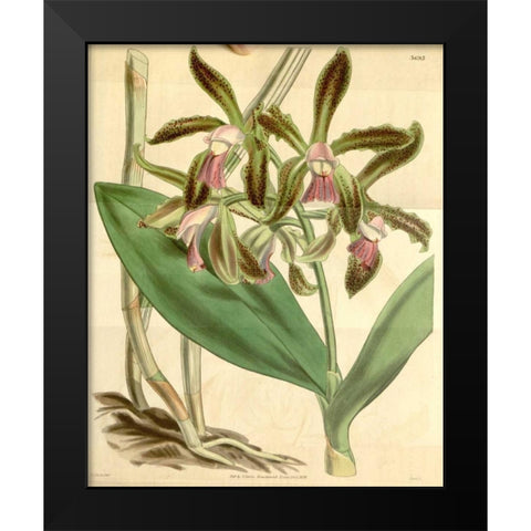 Orchid, Cattleya Guttata Black Modern Wood Framed Art Print by Curtis, William