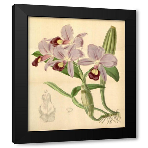 Orchid, Guarianthe Skinneri Black Modern Wood Framed Art Print with Double Matting by Curtis, William