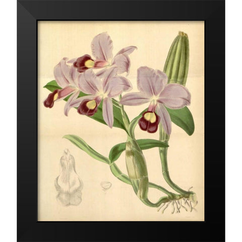 Orchid, Guarianthe Skinneri Black Modern Wood Framed Art Print by Curtis, William