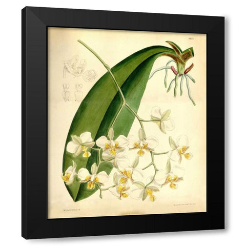 Orchid, Phalaenopsis Stuartiana Black Modern Wood Framed Art Print with Double Matting by Curtis, William