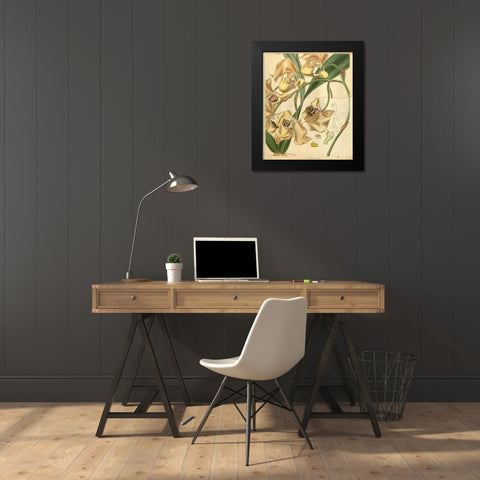 Orchid, Coryanthes Maculata Black Modern Wood Framed Art Print by Curtis, William