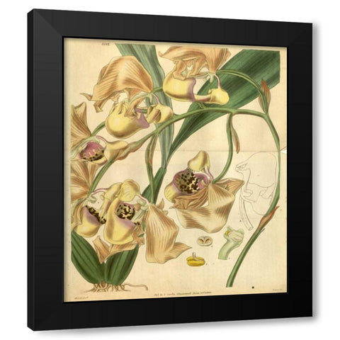 Orchid, Coryanthes Maculata Black Modern Wood Framed Art Print with Double Matting by Curtis, William