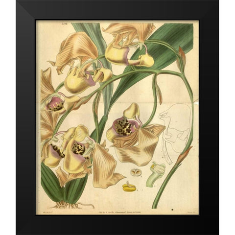 Orchid, Coryanthes Maculata Black Modern Wood Framed Art Print by Curtis, William