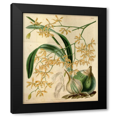 Orchid, Encyclia Candollei Black Modern Wood Framed Art Print with Double Matting by Curtis, William