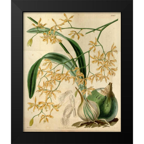 Orchid, Encyclia Candollei Black Modern Wood Framed Art Print by Curtis, William