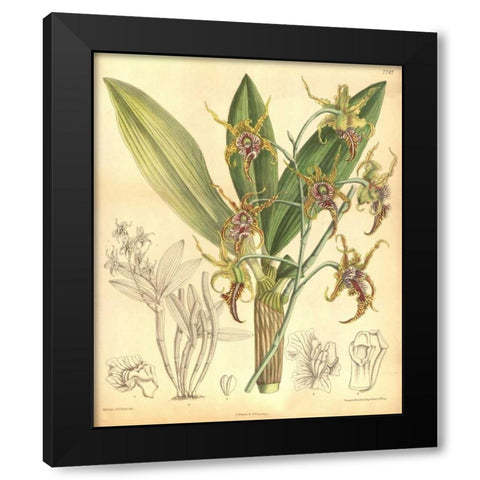 Orchid, Dendrobium Spectabile Black Modern Wood Framed Art Print by Curtis, William