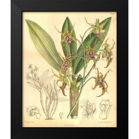 Orchid, Dendrobium Spectabile Black Modern Wood Framed Art Print by Curtis, William