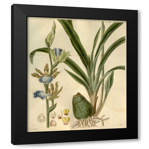 Orchid, Zygopetalum Mackayi Black Modern Wood Framed Art Print with Double Matting by Curtis, William