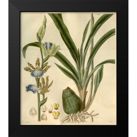 Orchid, Zygopetalum Mackayi Black Modern Wood Framed Art Print by Curtis, William