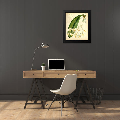 Orchid, Phalaenopsis Stuartiana Black Modern Wood Framed Art Print by Curtis, William