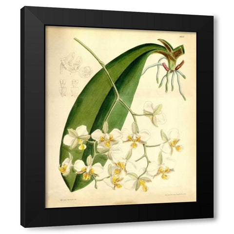 Orchid, Phalaenopsis Stuartiana Black Modern Wood Framed Art Print with Double Matting by Curtis, William