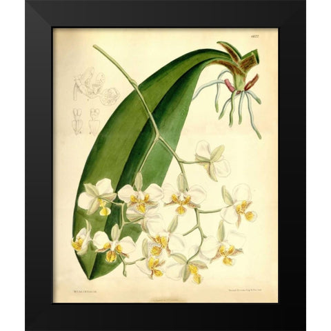 Orchid, Phalaenopsis Stuartiana Black Modern Wood Framed Art Print by Curtis, William