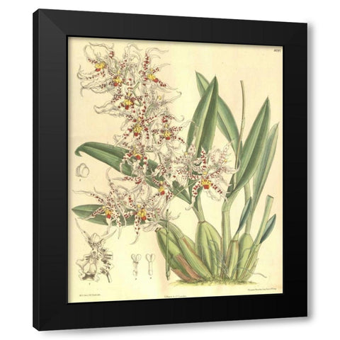 Orchid, Odontoglossum Naevium Black Modern Wood Framed Art Print with Double Matting by Curtis, William