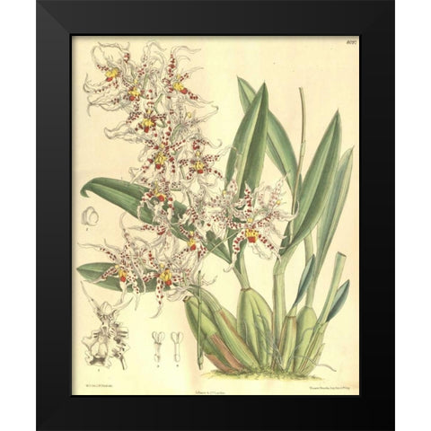 Orchid, Odontoglossum Naevium Black Modern Wood Framed Art Print by Curtis, William