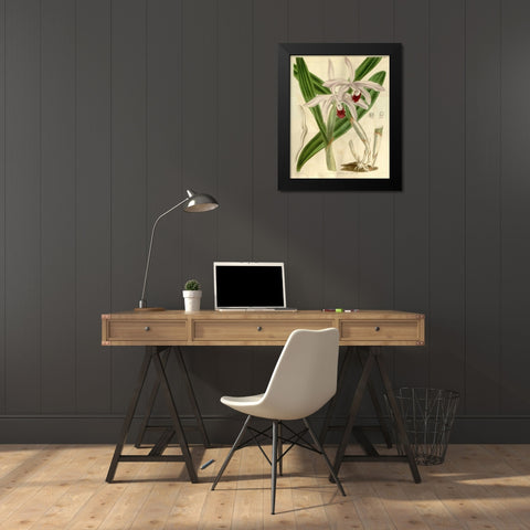 Orchid, Cattleya Intermedia Black Modern Wood Framed Art Print by Curtis, William