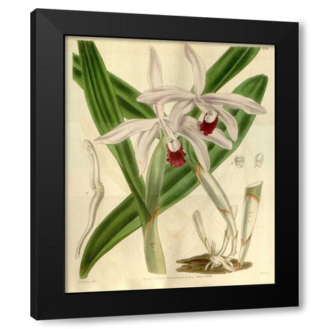 Orchid, Cattleya Intermedia Black Modern Wood Framed Art Print by Curtis, William