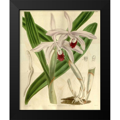 Orchid, Cattleya Intermedia Black Modern Wood Framed Art Print by Curtis, William