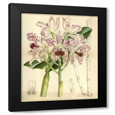 Orchid, Cattleya Amethystoglossa Black Modern Wood Framed Art Print with Double Matting by Curtis, William