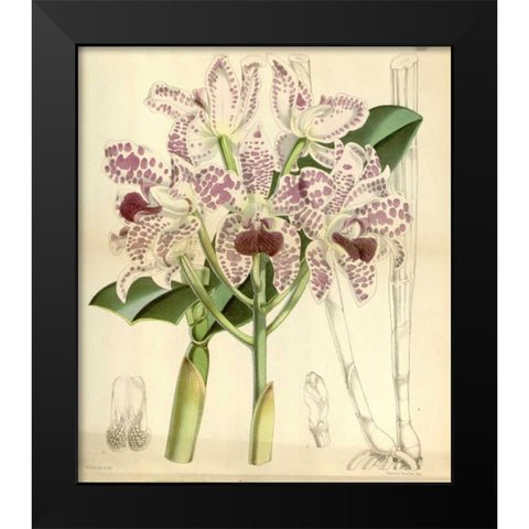 Orchid, Cattleya Amethystoglossa Black Modern Wood Framed Art Print by Curtis, William