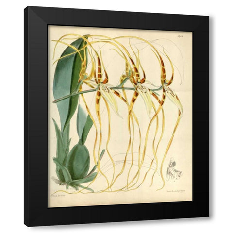 Orchid, Brassia Arcuigera Black Modern Wood Framed Art Print with Double Matting by Curtis, William