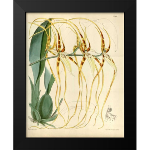 Orchid, Brassia Arcuigera Black Modern Wood Framed Art Print by Curtis, William