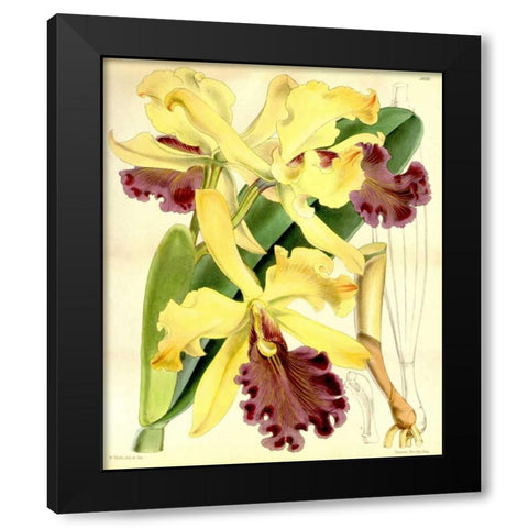 Orchid, Cattleya Dowiana Black Modern Wood Framed Art Print with Double Matting by Curtis, William