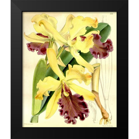 Orchid, Cattleya Dowiana Black Modern Wood Framed Art Print by Curtis, William