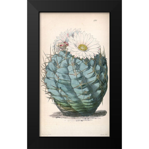 Cactus Black Modern Wood Framed Art Print by Curtis, William