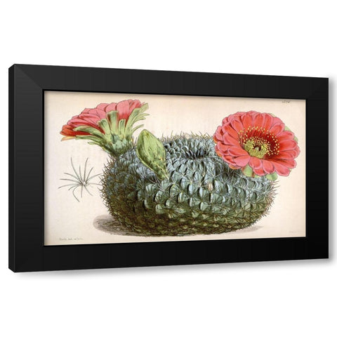 Cactus Black Modern Wood Framed Art Print with Double Matting by Curtis, William