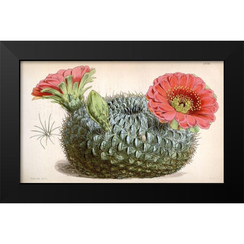 Cactus Black Modern Wood Framed Art Print by Curtis, William