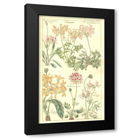 Geraniums Black Modern Wood Framed Art Print with Double Matting by Dietrich, David
