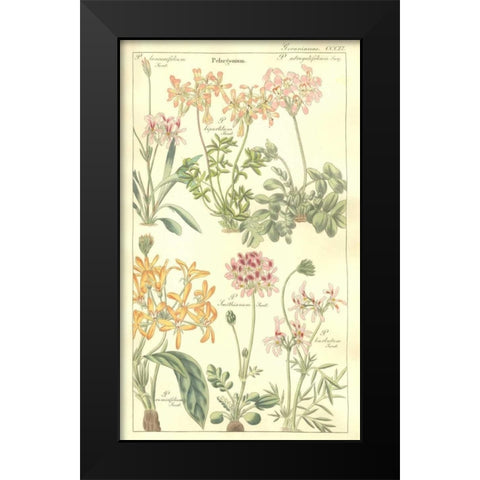 Geraniums Black Modern Wood Framed Art Print by Dietrich, David