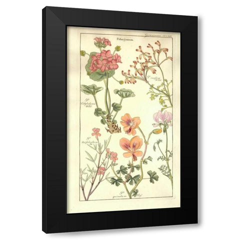 Geraniums Black Modern Wood Framed Art Print by Dietrich, David