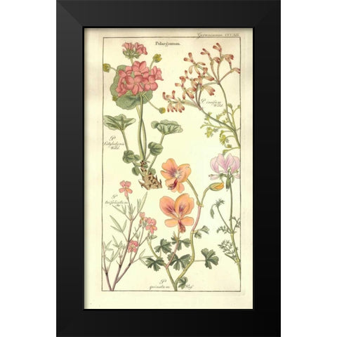 Geraniums Black Modern Wood Framed Art Print by Dietrich, David