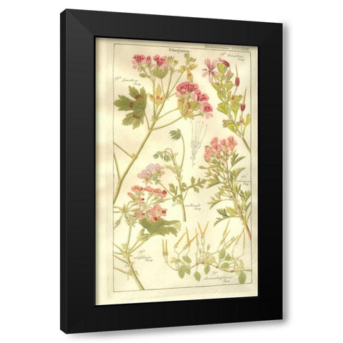 Geraniums Black Modern Wood Framed Art Print with Double Matting by Dietrich, David