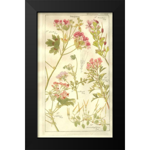 Geraniums Black Modern Wood Framed Art Print by Dietrich, David