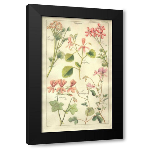 Geraniums Black Modern Wood Framed Art Print by Dietrich, David