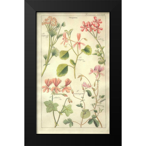 Geraniums Black Modern Wood Framed Art Print by Dietrich, David