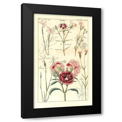 Carnations Black Modern Wood Framed Art Print by Dietrich, David