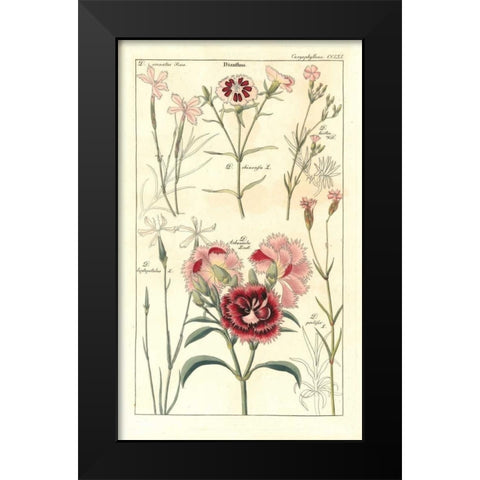 Carnations Black Modern Wood Framed Art Print by Dietrich, David